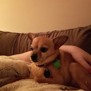 Meet your Posher, Sofia